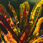 John Shea O'Donnell Photography, San Francisco