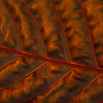 John Shea O'Donnell Photography, San Francisco