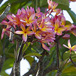 John Shea O'Donnell Photography, San Francisco