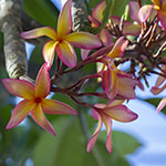 John Shea O'Donnell Photography, San Francisco