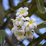 John Shea O'Donnell Photography, San Francisco