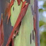 John Shea O'Donnell Photography, San Francisco