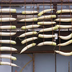 John Shea O'Donnell Photography, San Francisco