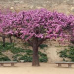 John Shea O'Donnell Photography, San Francisco